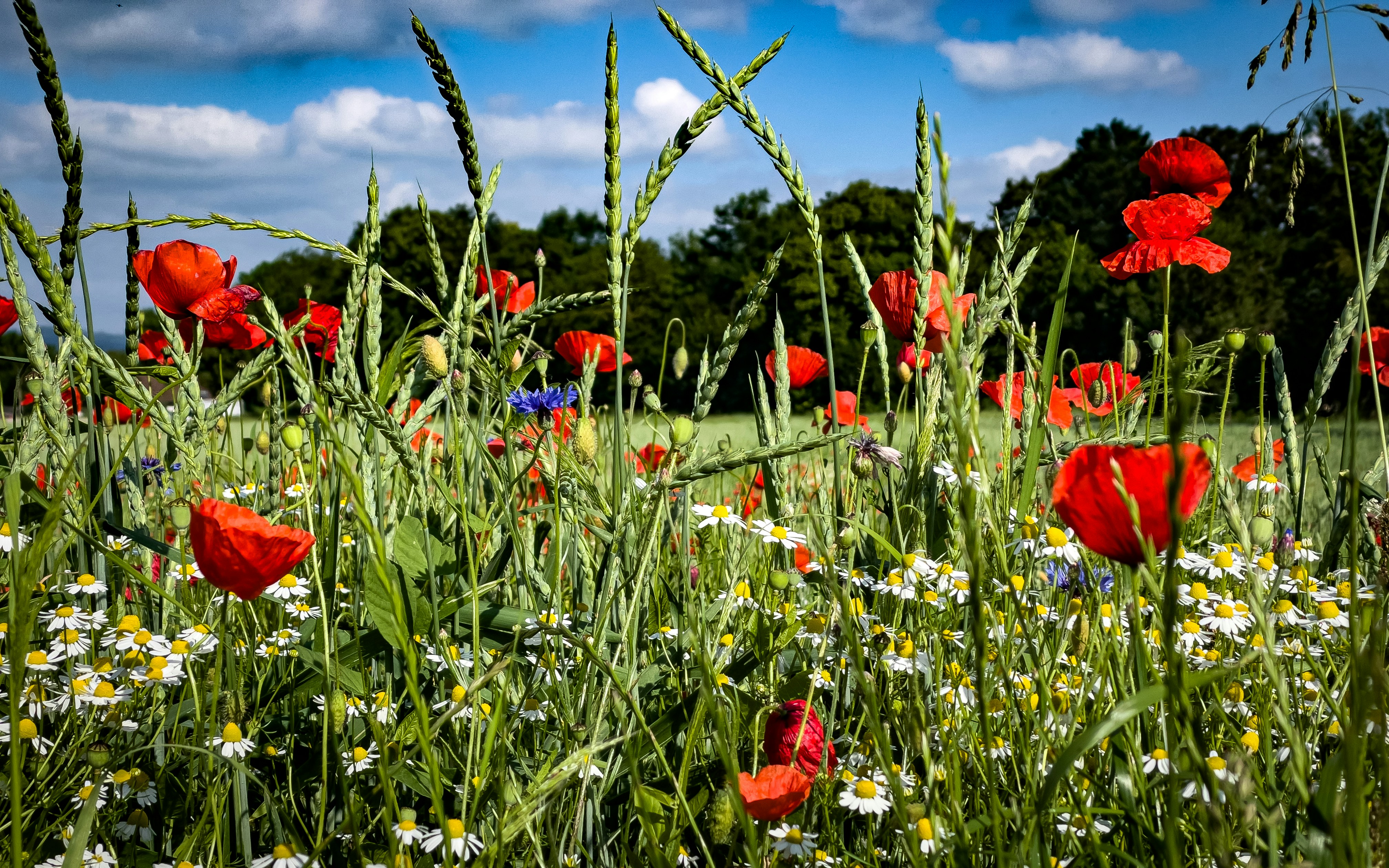 Conservation & Rewilding